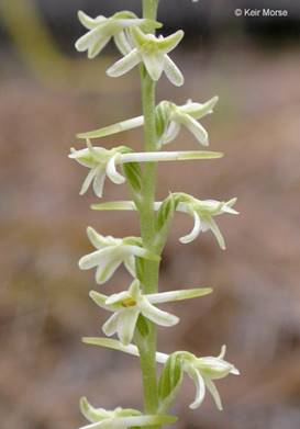 Piperia transversa_0000 0000 1108 1563