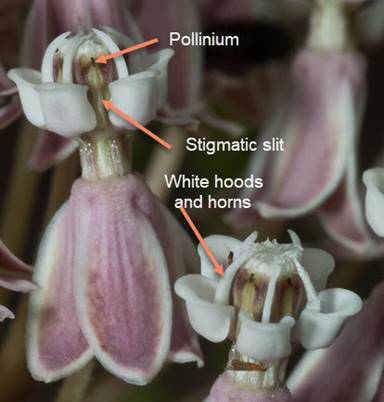 Asclepias fascicularis - Round Valley 2010-06-17 -15 - flower details with arrows