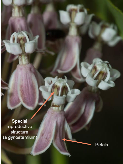 Asclepias fascicularis - Round Valley 2010-06-17 -15 with arrows