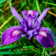 Iris macrosiphon_Ground Iris_Tomales Bay_2005-03-12__WF
