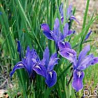 Iris macrosiphon_Long-tubed Iris__DLS-__DLS