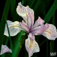 Iris longipetala 3_Central Coast Iris_Fort Baker_1981-03-07__WF