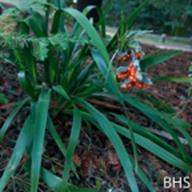 Iris foetidissima_Stinking Iris_Lake Lagunitas_2014-02-14__BHS-3