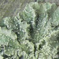 Flavopunctelia flaventior_Green Cracked Lichen__SB-2