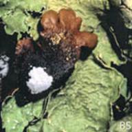 Flavopuncteelia flaventior_Green Cracked Lichen