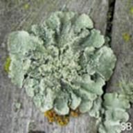 Flavopunctelia flaventior_Green Cracked Lichen__SB