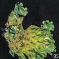 Flavoparmelia caperata_Wrinkled Shield Lichen