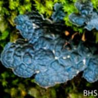 Collema ssp._Jelly Lichen_Lake Lagunitas_2014_02-14__BHS