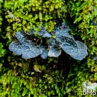 Collema ssp._Jelly Lichen_Lake Lagunitas_2014_02-14__BHS-3