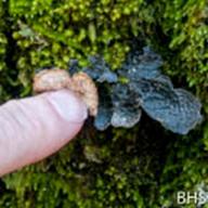 Collema ssp._Jelly Lichen_Lake Lagunitas_2014_02-14__BHS-4