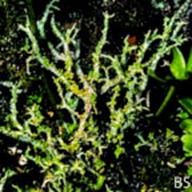 Cladonia fircata