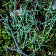 Cladonia furcata_Many-Branched Cladonia_Lake Lagunitas_2014-02-14__BHS-2-2