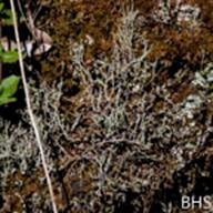 Cladonia lichen-3