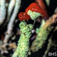 Cladonia macilenta-2