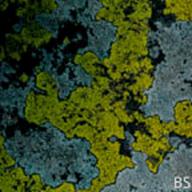 Rhizocarpum geographicum_Map Lichen