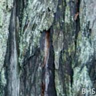 Cladonia ssp._Redwood Cladonia_Lake Lagunitas_2014-02-14__BHS-5