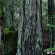 Cladonia ssp._Redwood Cladonia_Lake Lagunitas_2014-02-14__BHS-6