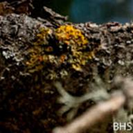 Xanthoria polycarpa_Many-Fruited Lichen