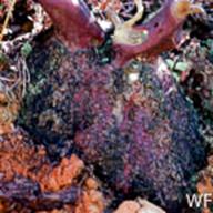 Arctostaphylos glandulosa ssp. glandulosa_Eastwood Manzanita_Railroad Grade_1989-04-06__WF--__WF