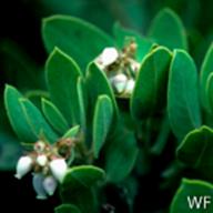Arctostaphylos glandulosa ssp. glandulosa_Eastwood Manzanita_Mountain Theater_1983-03-26__WF