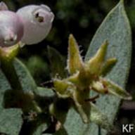 Eastwood Manzanita 2_Arctostaphylos glandulosa ssp. glandulosa_Matt Davis Trail on Mt. Tam_2009-04-18__KF-__KF