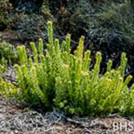 Arctstaphylos canescens_Hoary Manzanita_Pine Mountain_2014-01-17__BHS-2--2014-01-07 Pine Mountain