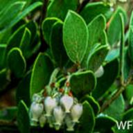 Arctostaphylos montana ssp. montana_Mount Tamalpais Manzanita_San Geronimo Ridge_1992-03-09__WF--__WF