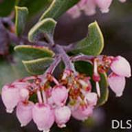 Arctostaphylos hookeri ssp montana_Tamalpais Manzanita__DLS--__DLS