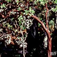 Arctostaphylos virgata_Marin Manzanita_Point Reyes_1977-10-02__WF--__WF