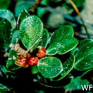Arctostaphylos uva-ursi_Bearberry_Pt. Reyes_1977-01-08__WF--__WF-2