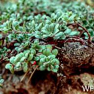 Arctostaphylos uva-ursi_Bearberry_Pt. Reyes_1977-10-02__WF--__WF