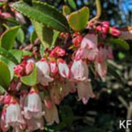 California Huckleberry (Vaccinium ovatum)--__KF