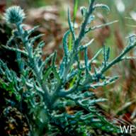 Cirsium occidentale var. venustum_Venus Thistle_Pantoll Road_1984-05-12__WF-2