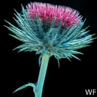 Cirsium occidentale var. venustum 4_Venus Thistle_Pantoll Road_1984-05-12__WF