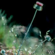 Cirsium occidentale var. venustum_Venus Thistle_Pantoll Road_1984-05-12__WF-3