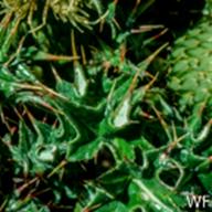 Cirsium quercetorum_Brownie Thistle_Dillon Beach_1976-04-25__WF-2