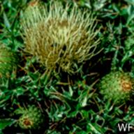 Cirsium quercetorum_Brownie Thistle_Dillon Beach_1976-04-25__WF