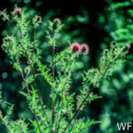 Cirsium hydrophilum var. vaseyi 3_Mt. Tamalpais Thistle_Below Bootjack_1984-05-12__WF