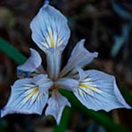 Douglas Iris Flower Thumb - South Mt Tam -  May 7 2012