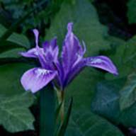 Iris-Iris douglasiana-April