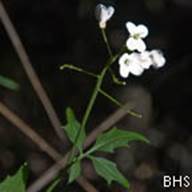 Cardamine--2011-02-09-2