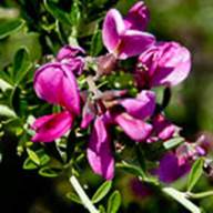 Chaparral Pea-2-Pickeringia montana-May 7 2012-2