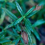 Sticky Monkey Flower Leaves Leaf Thumb