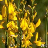 Spanish Broom-2-Spartium junceum-2012-05-07 South Mt Tam-2