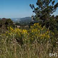 Spanish Broom-Spartium junceum-2012-05-07 South Mt Tam-2