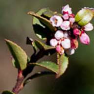 Huckleberry Flower-2-Vaccinium ovatum -May 7 2012-2
