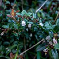 Huckleberry-Vaccinium ovatum -May 8 2012 Mt Tam-2