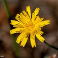 Dandelion-10--June 30 Mt Tam