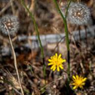 Dandelion-9--June 30 Mt Tam