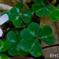 Redwood Sorrel-5-Oxalis oregana-Feb 23 2012